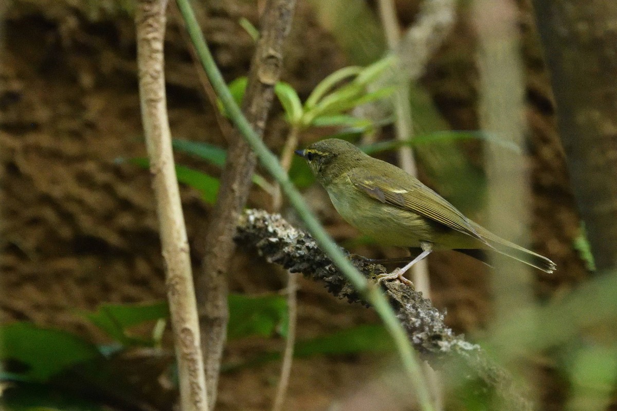 lappsanger/kamtsjatkasanger - ML645709067