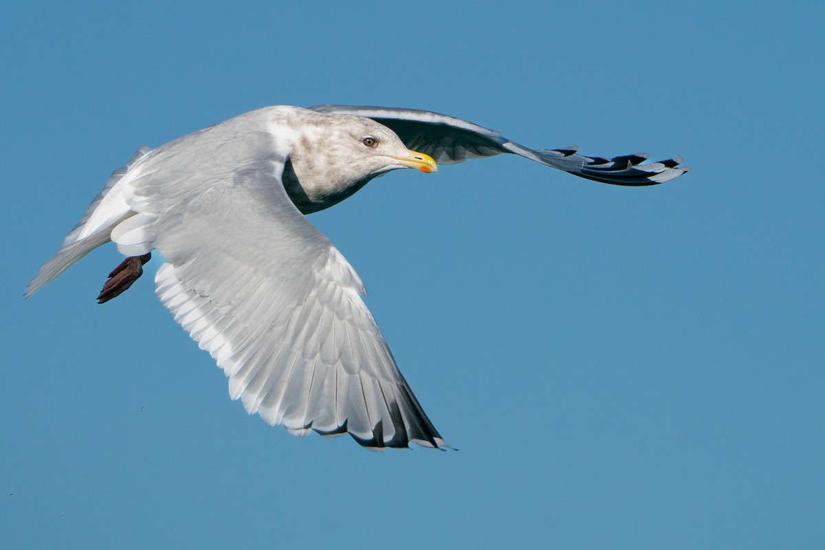 grønlandsmåke (thayeri) (eskimomåke) - ML645709068