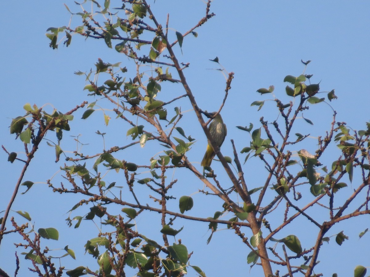 Indian Golden Oriole - ML645709069