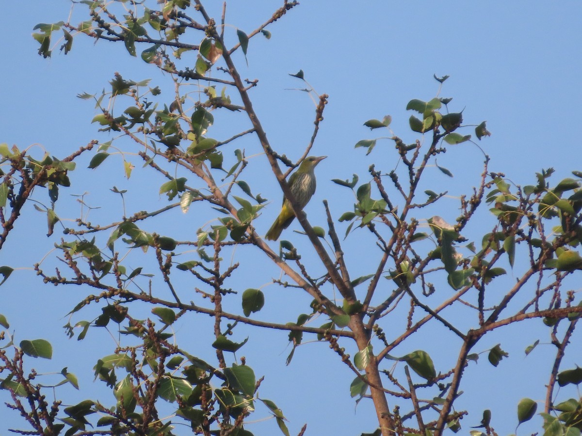 Indian Golden Oriole - ML645709071