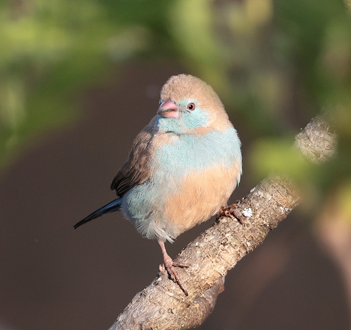 rødkinnastrild - ML645709076