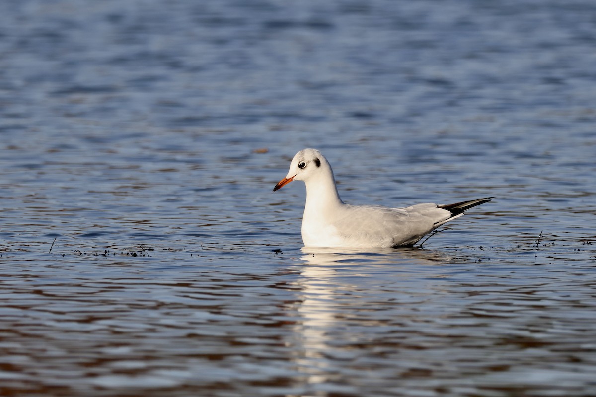 hettemåke - ML645709080