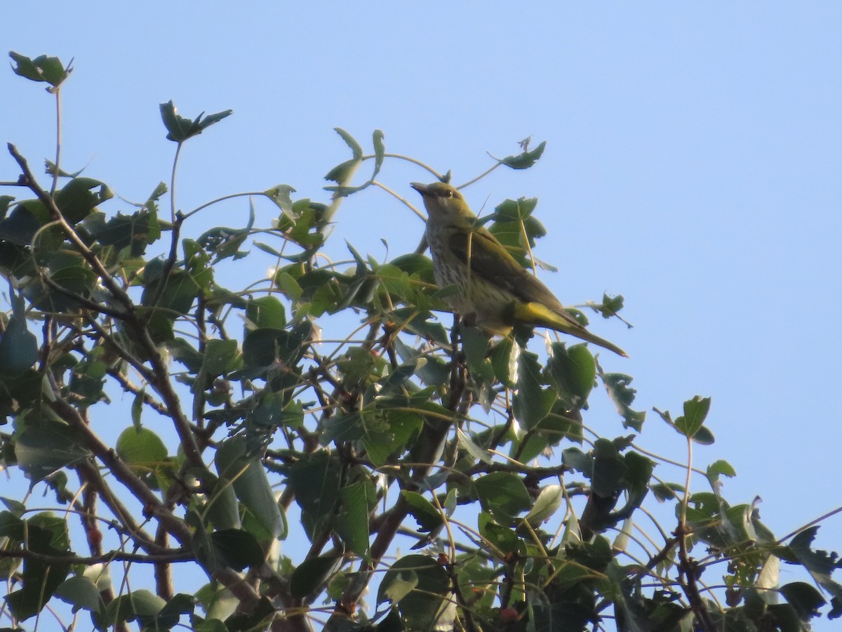 Indian Golden Oriole - ML645709081