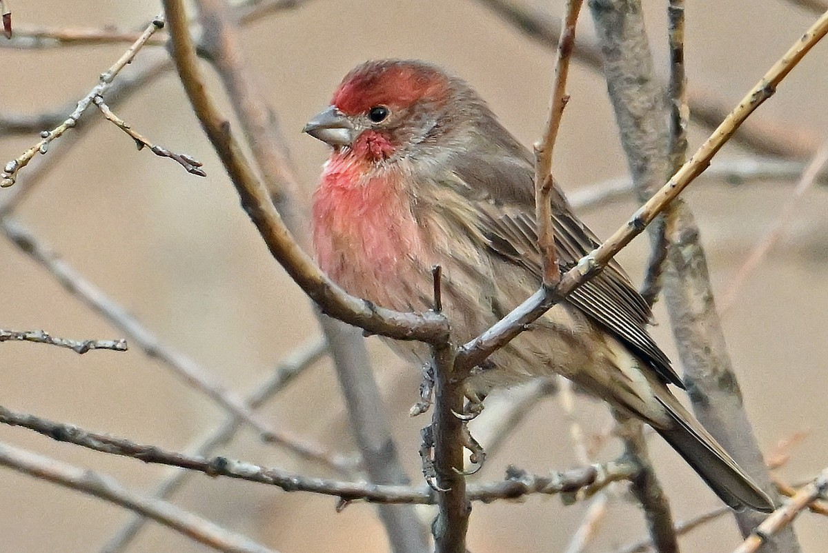 husrosenfink - ML645709083