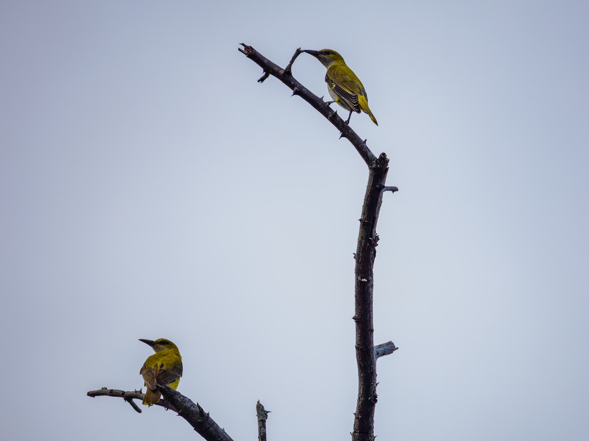 Indian Golden Oriole - ML645709086