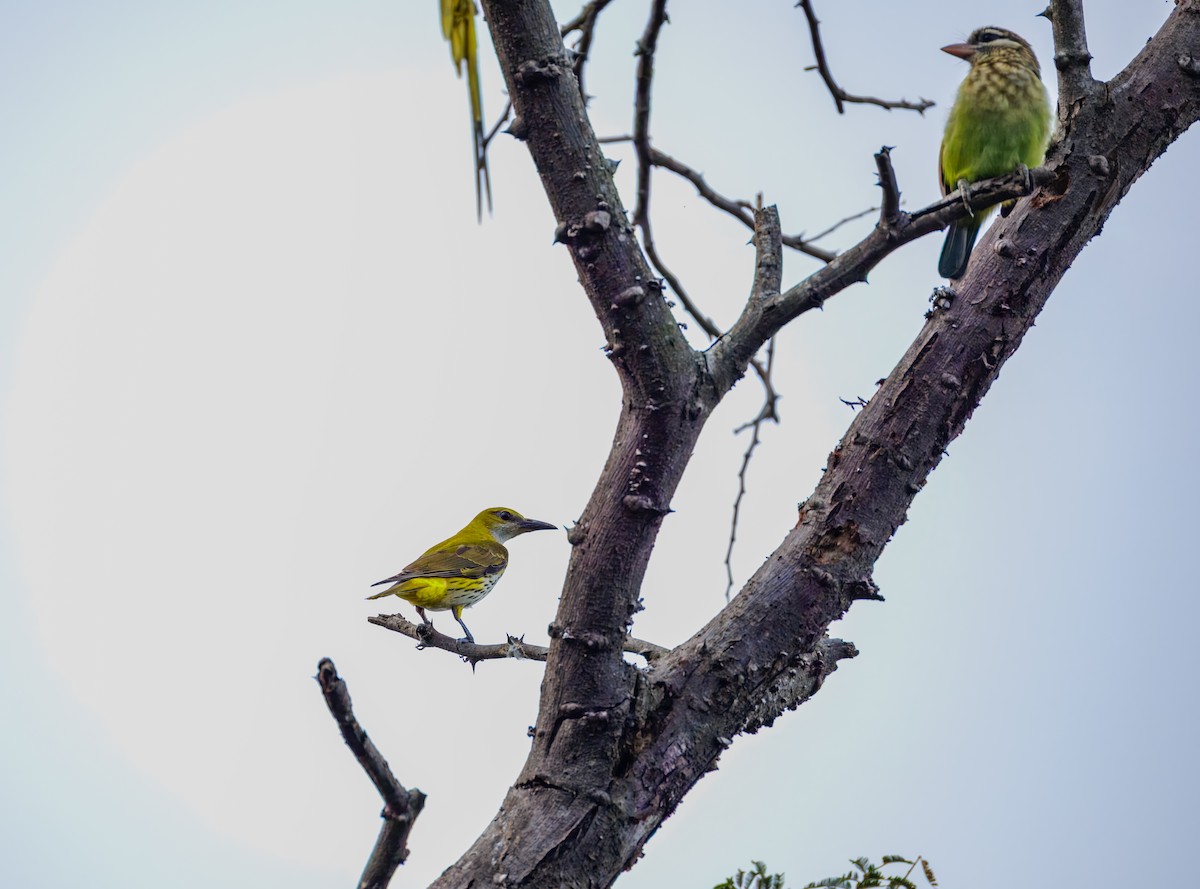 Indian Golden Oriole - ML645709087