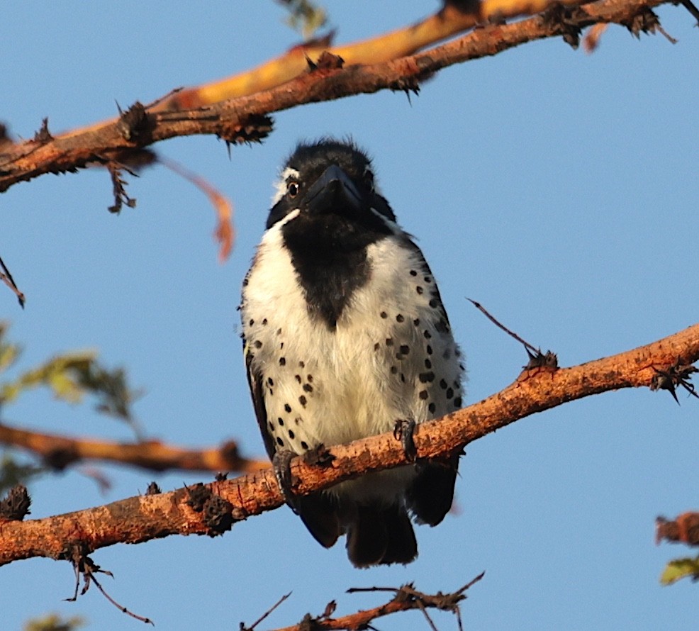 Spot-flanked Barbet - ML645709088