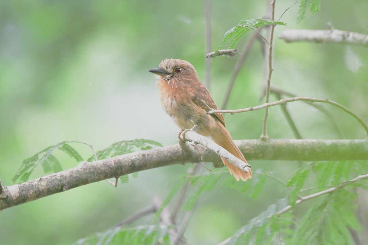 White-whiskered Puffbird - ML645709094