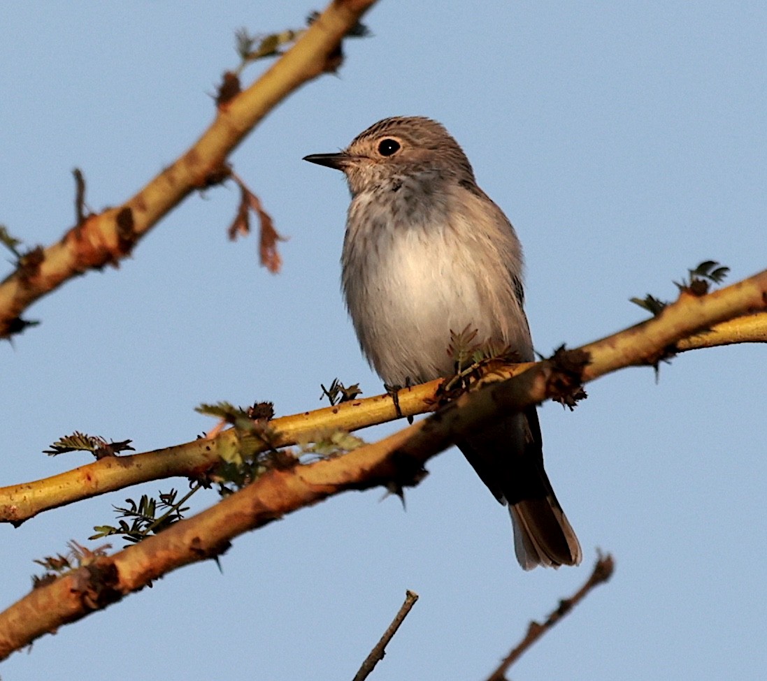 Spotted Flycatcher - ML645709096