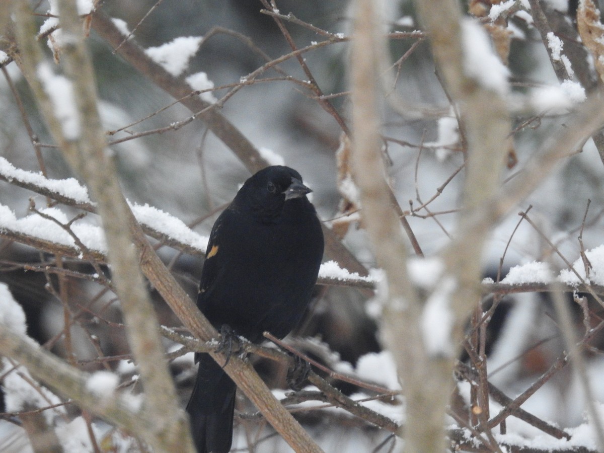 Red-winged Blackbird - ML645709111