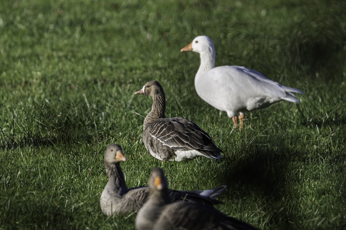 Greater White-fronted Goose - ML645709124
