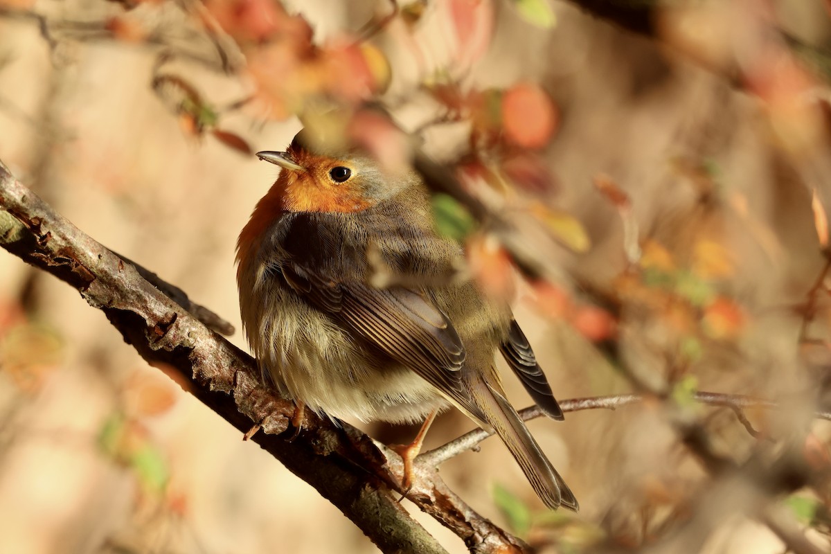 European Robin - ML645709147