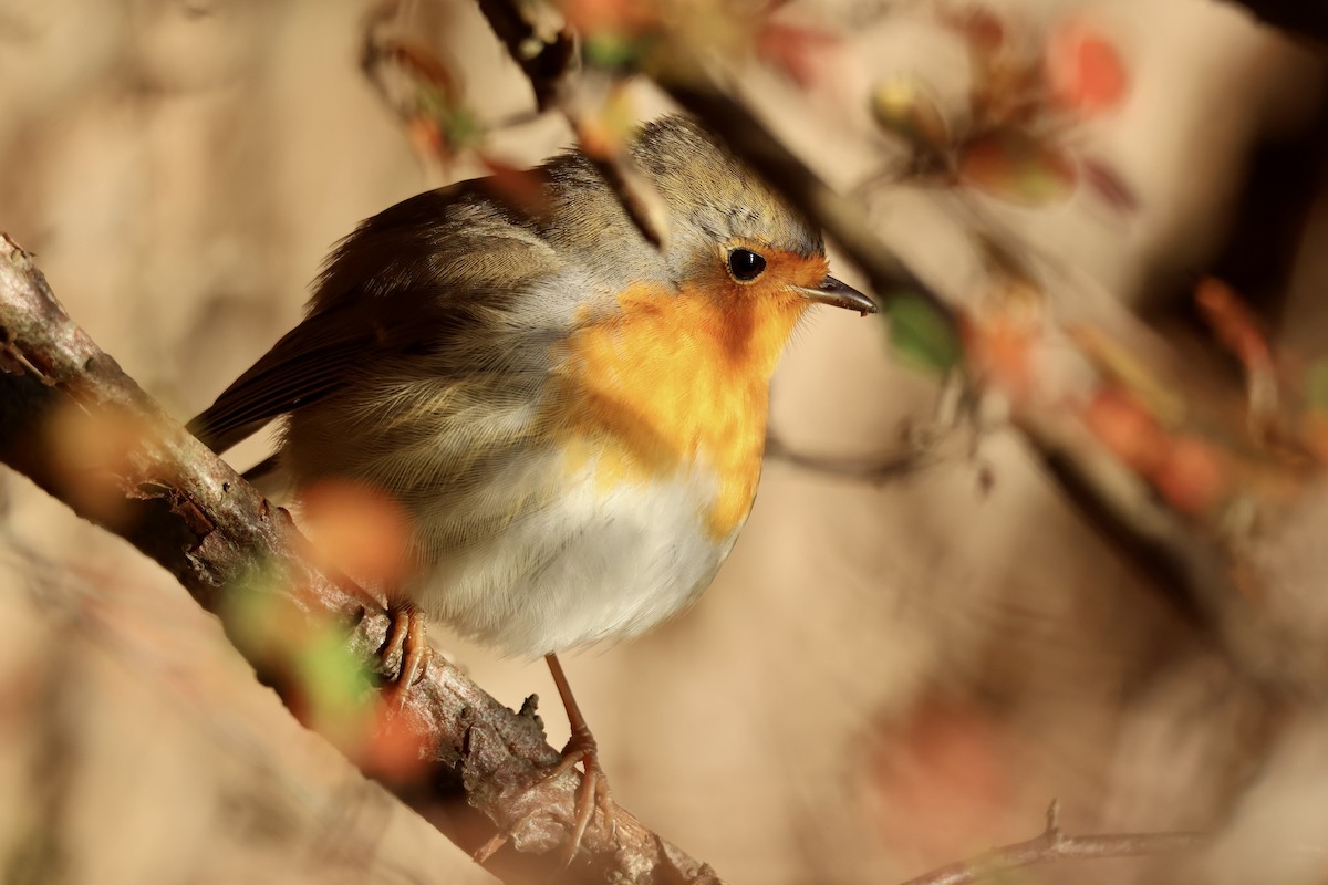 European Robin - ML645709149