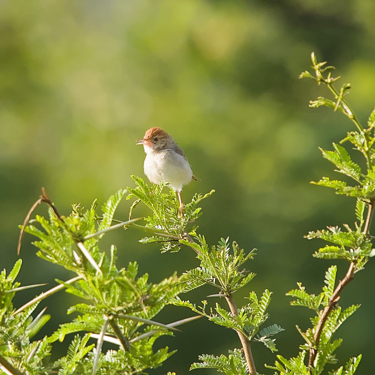 Piping Cisticola - ML645709156
