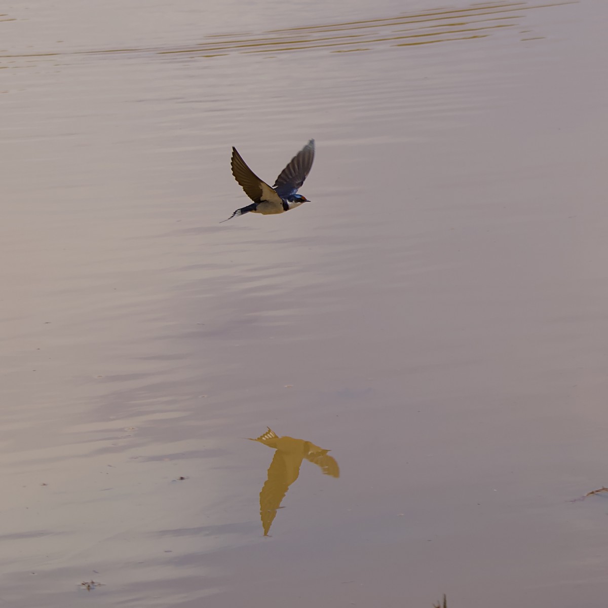 White-throated Swallow - ML645709163