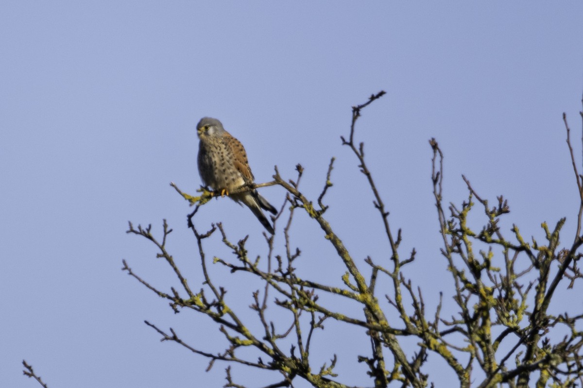 Eurasian Kestrel - ML645709169