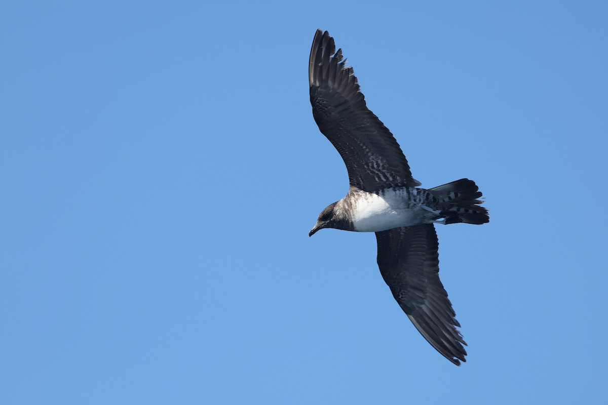 Págalo Rabero - ML645709194