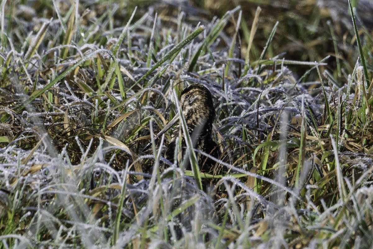 Common Snipe - ML645709196