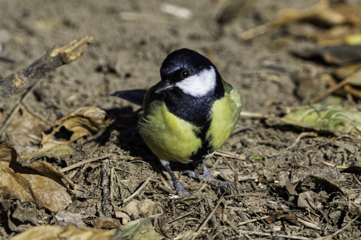 Great Tit - ML645709224