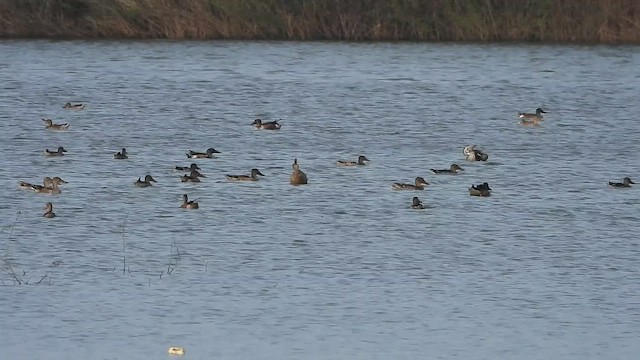 Mestolone - ML645709227