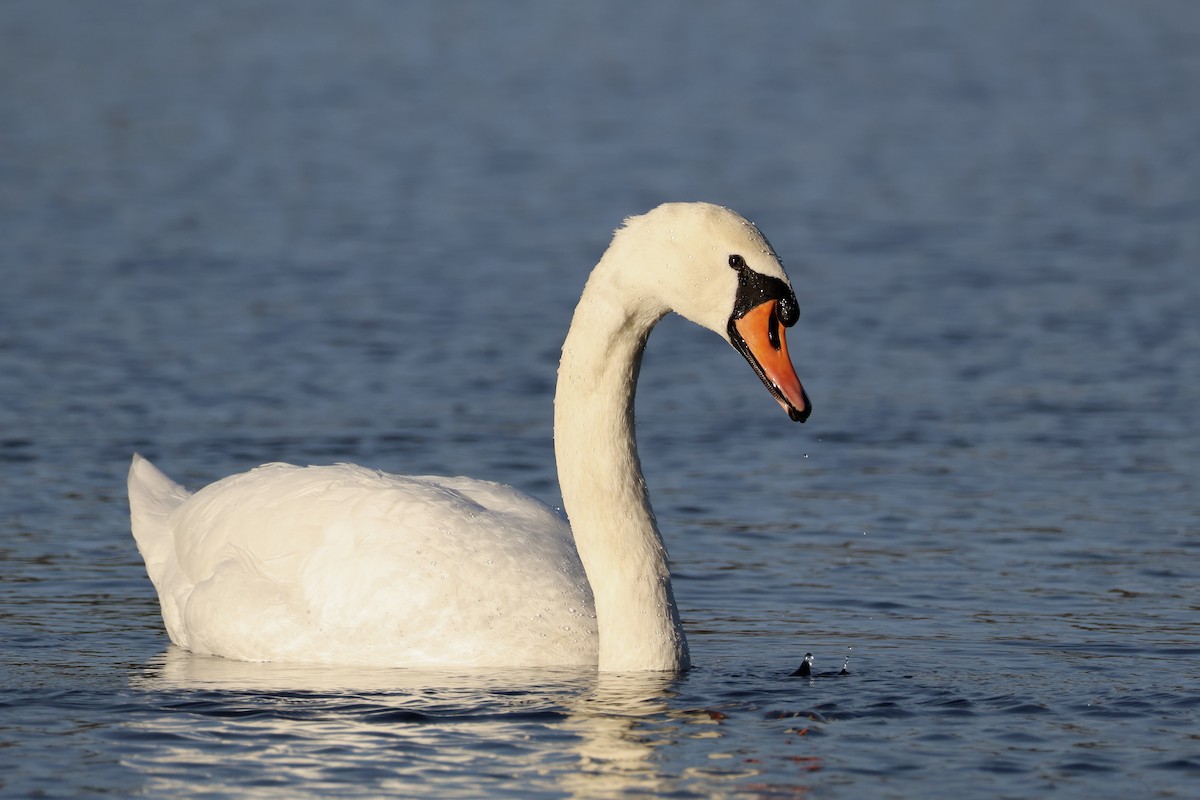 Mute Swan - ML645709228