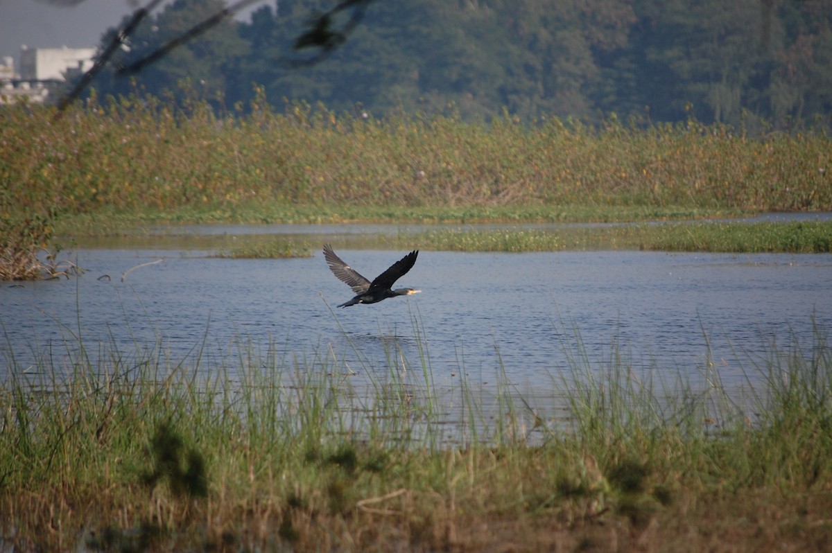 Oriental Darter - ML645709238