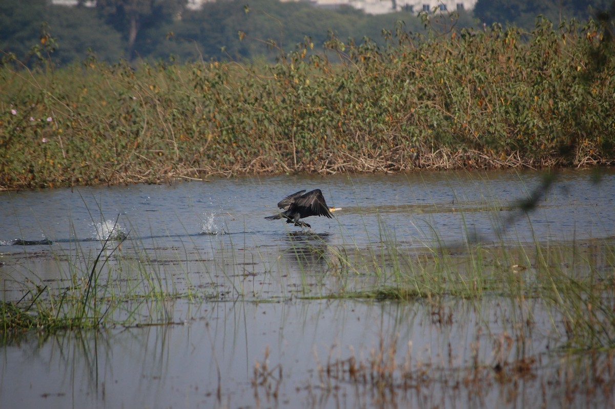 Oriental Darter - ML645709239