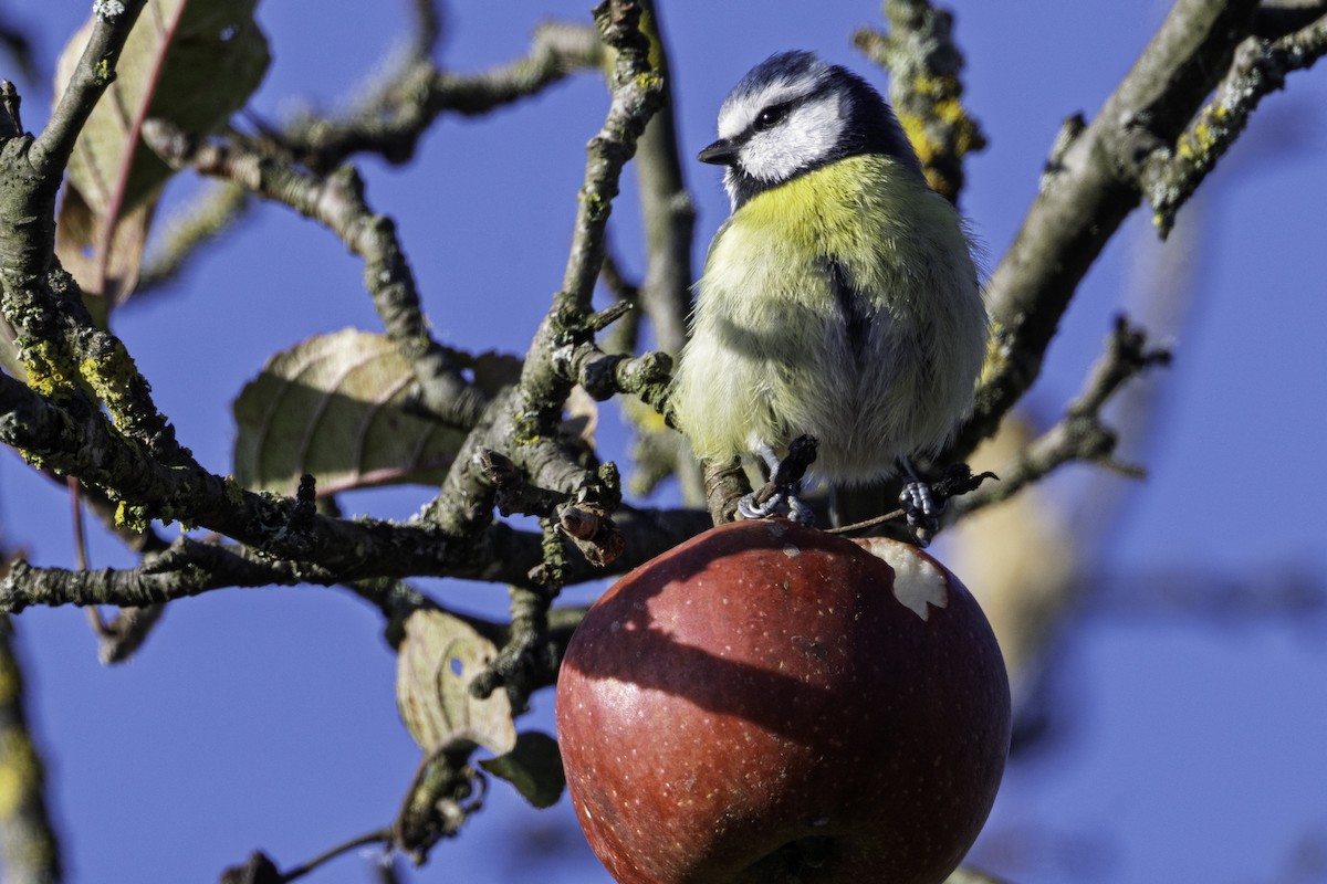 Eurasian Blue Tit - ML645709240