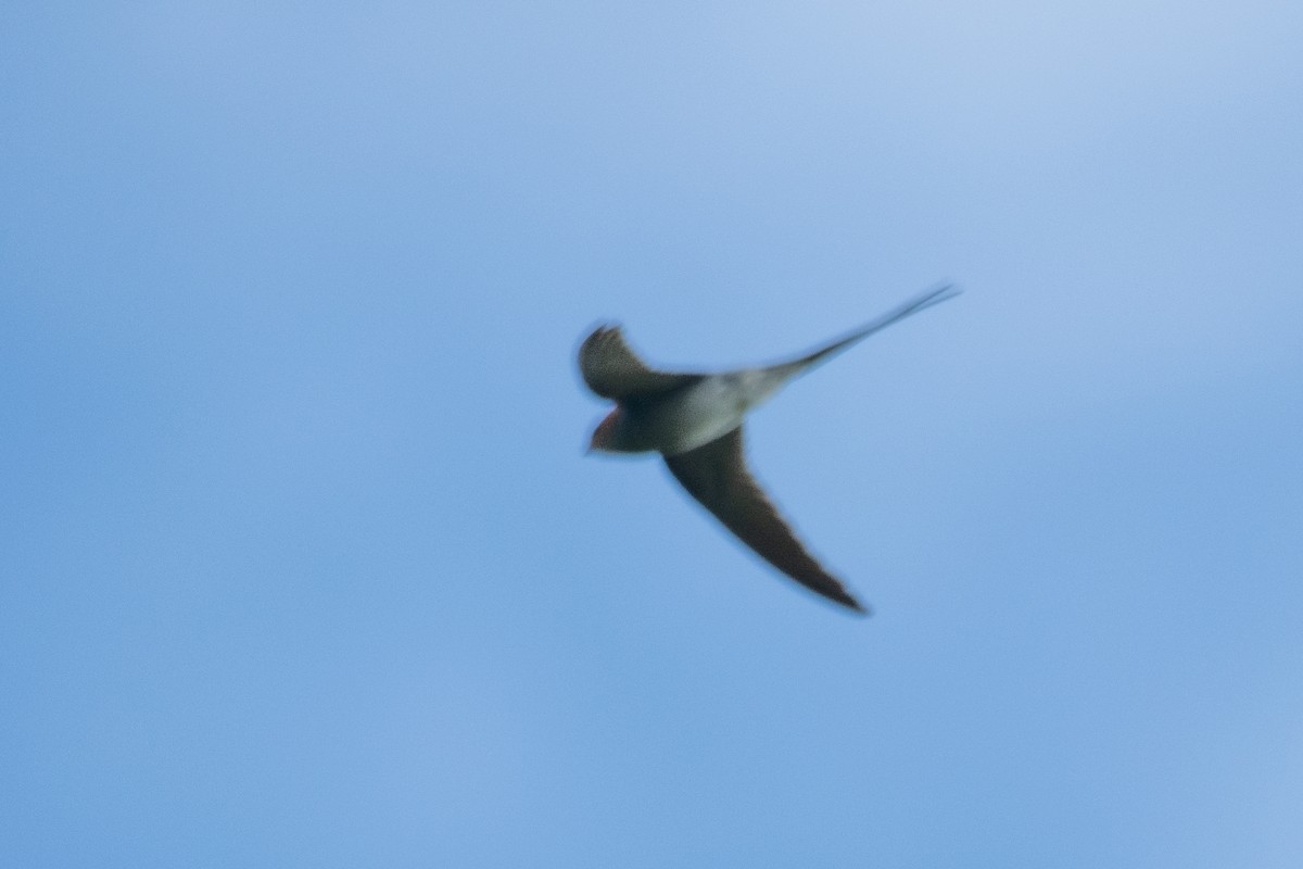 Crested Treeswift - ML645709243