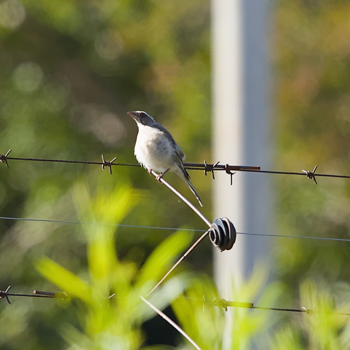 Serín Gris - ML645709250