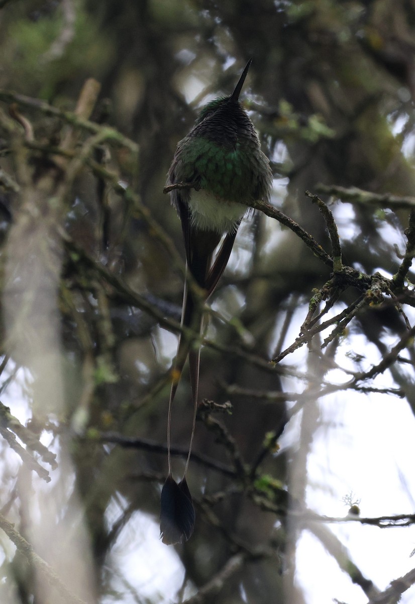 Colibrí de Raquetas Faldiblanco - ML645709252