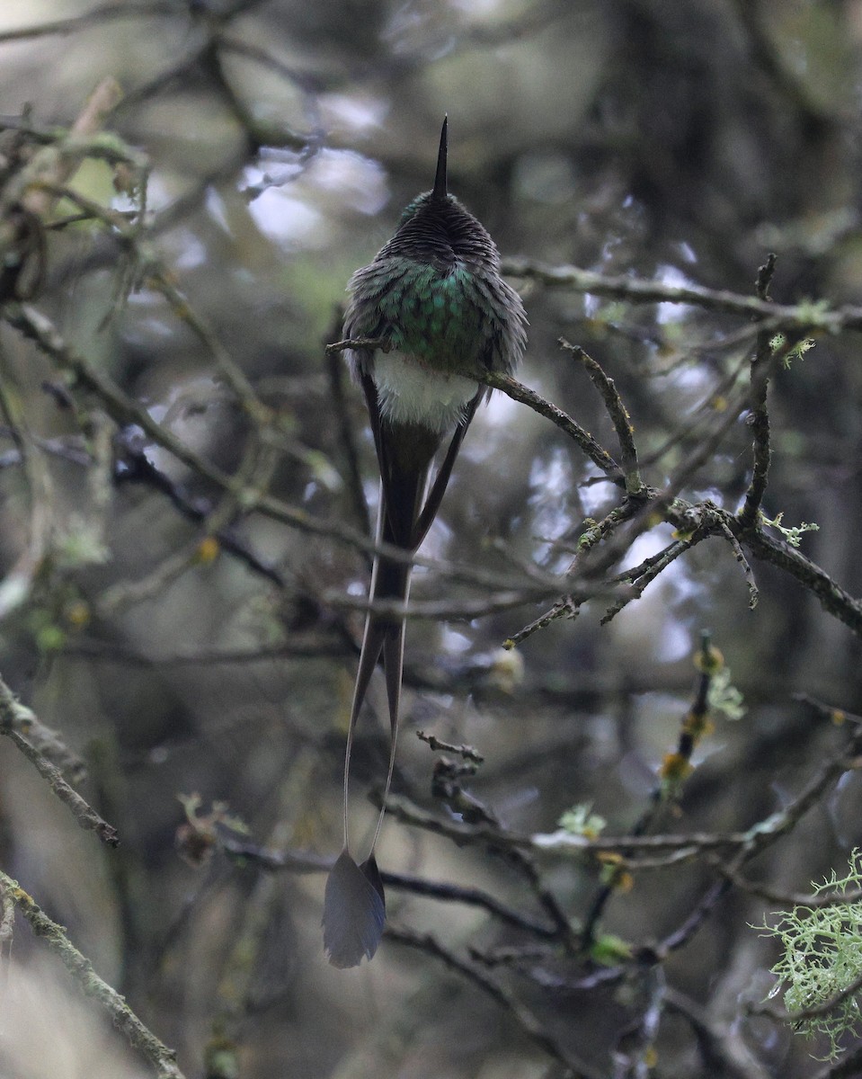 Colibrí de Raquetas Faldiblanco - ML645709253