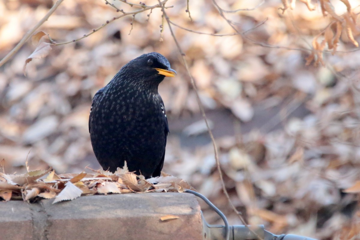 Blue Whistling-Thrush - ML645709254