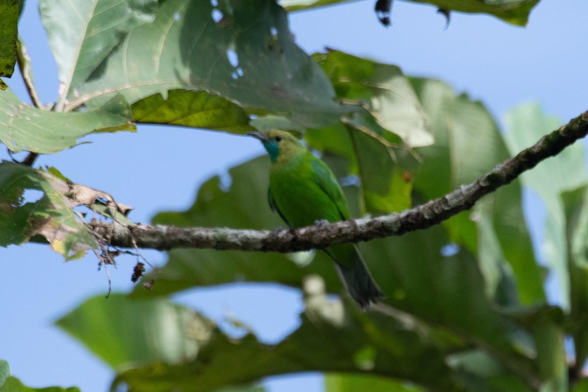 Verdín de Jerdon - ML645709255