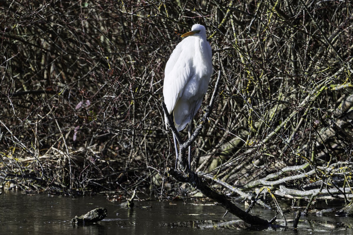 Garceta Grande - ML645709256