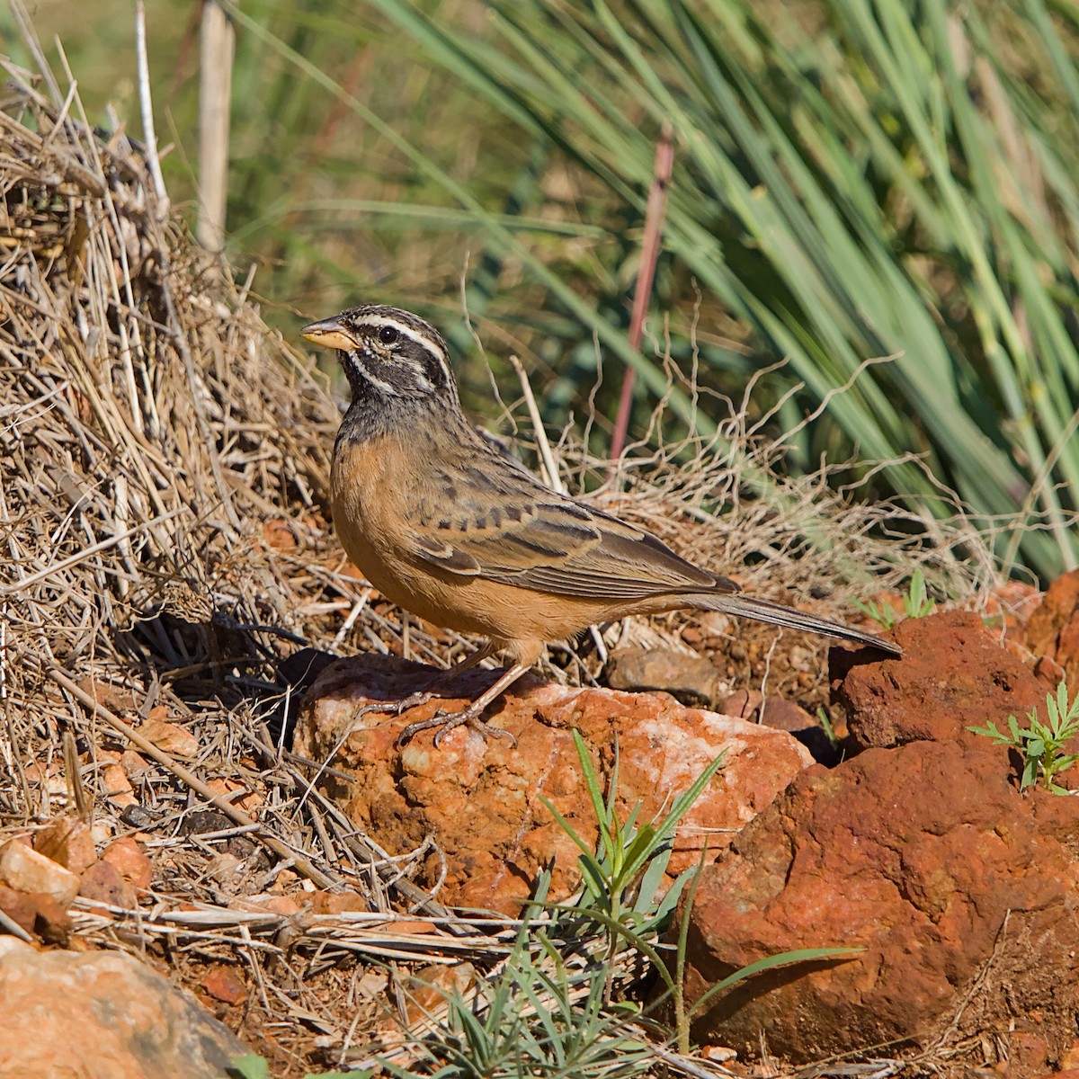 Escribano Canelo - ML645709257