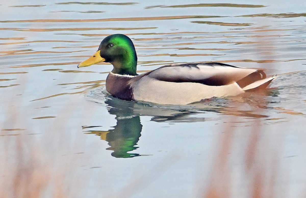 Ánade Azulón - ML645709259