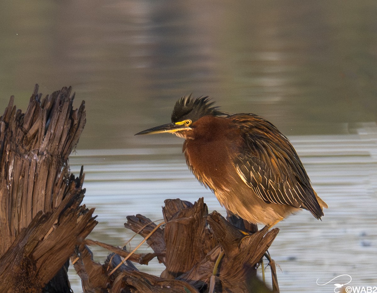 Garcilla Verde - ML645709260