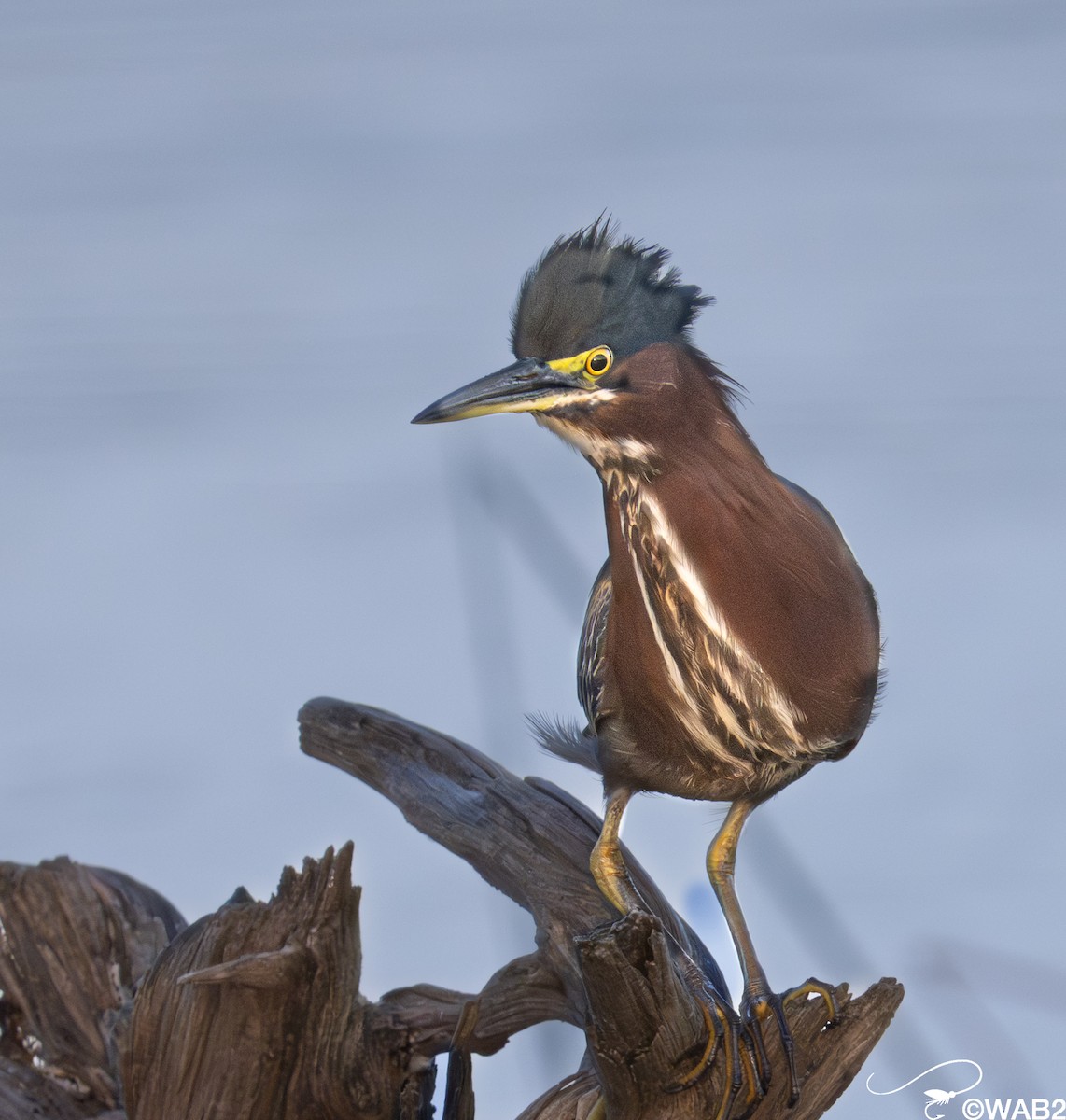 Garcilla Verde - ML645709261