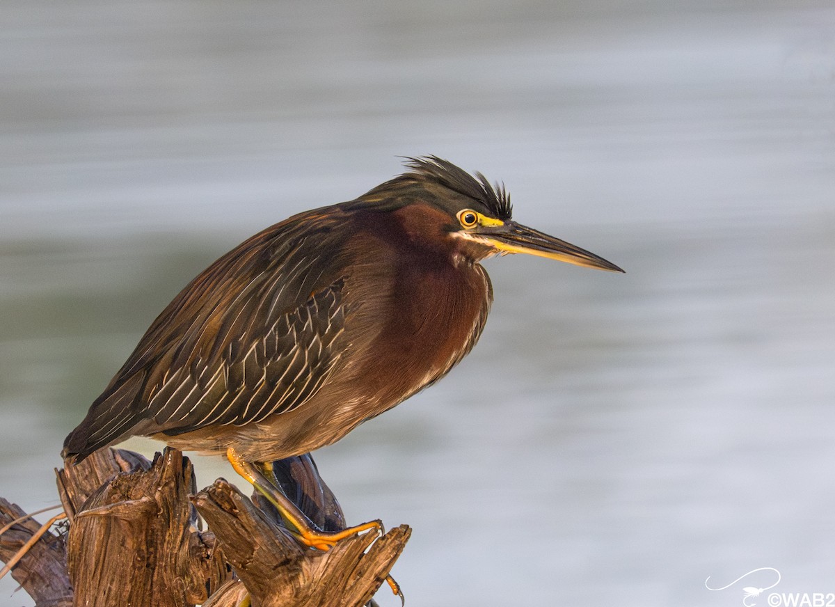 Garcilla Verde - ML645709262