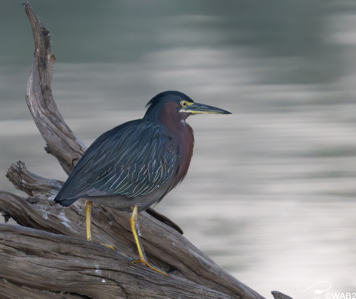 Garcilla Verde - ML645709263