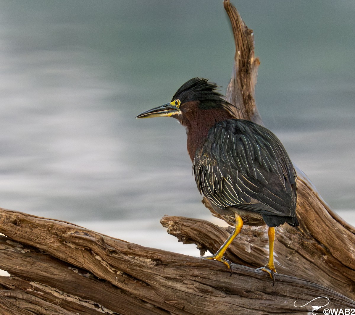 Garcilla Verde - ML645709264