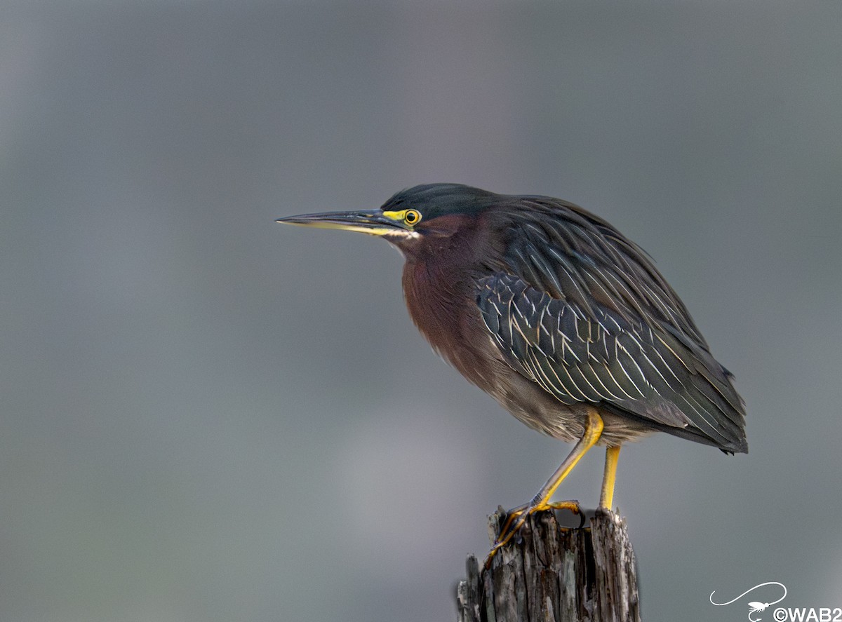 Garcilla Verde - ML645709265