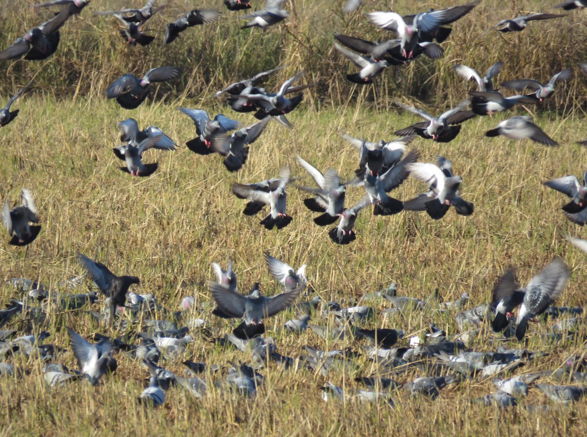 Paloma Bravía (variedad doméstica) - ML645709268