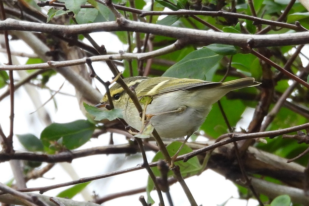 Mosquitero de Pallas - ML645709269