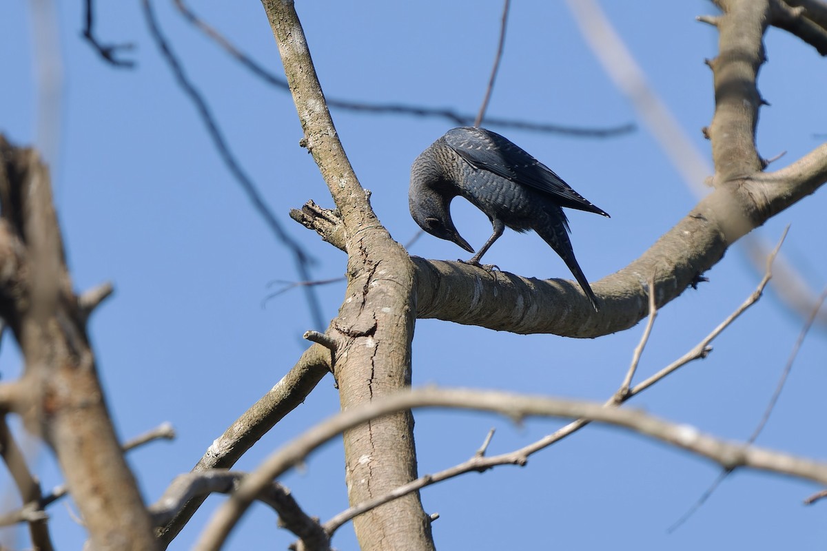 Roquero Solitario - ML645709271