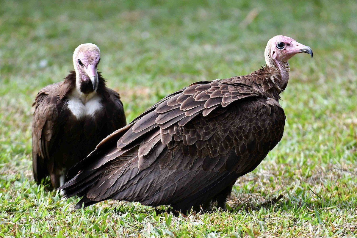 Alimoche Sombrío - ML645709272