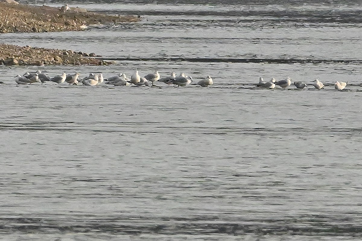 Gaviota de Delaware - ML645709273