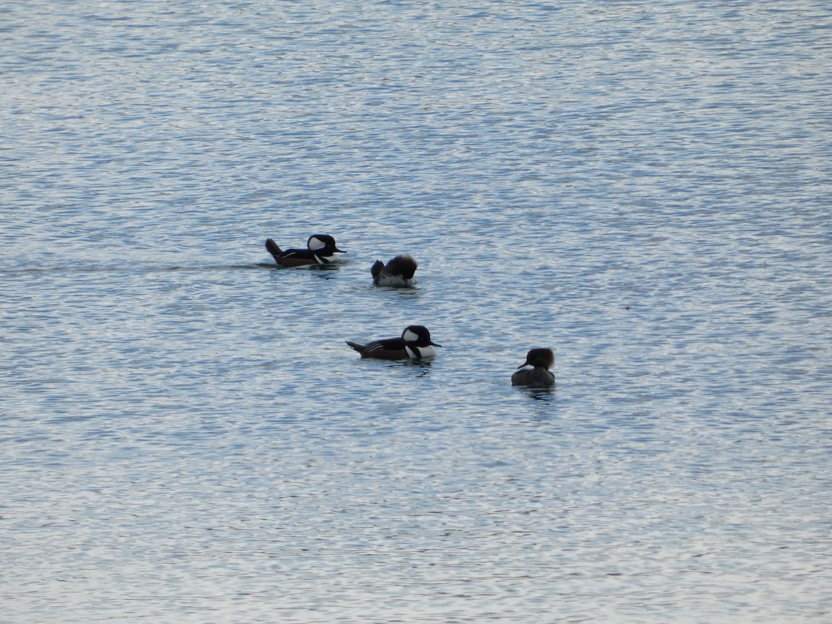 Serreta Capuchona - ML645709274