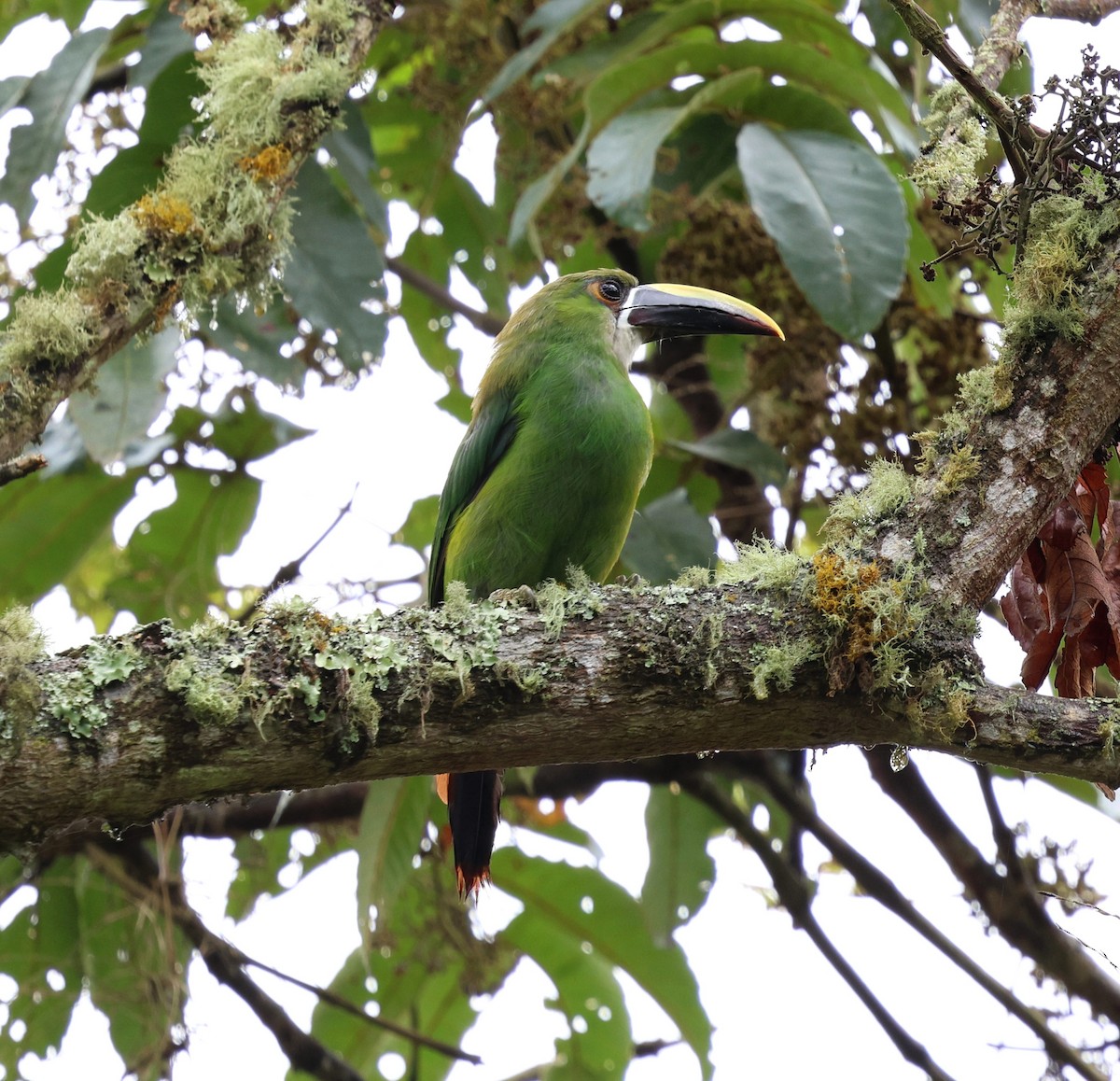 Tucanete Gorjiblanco - ML645709276